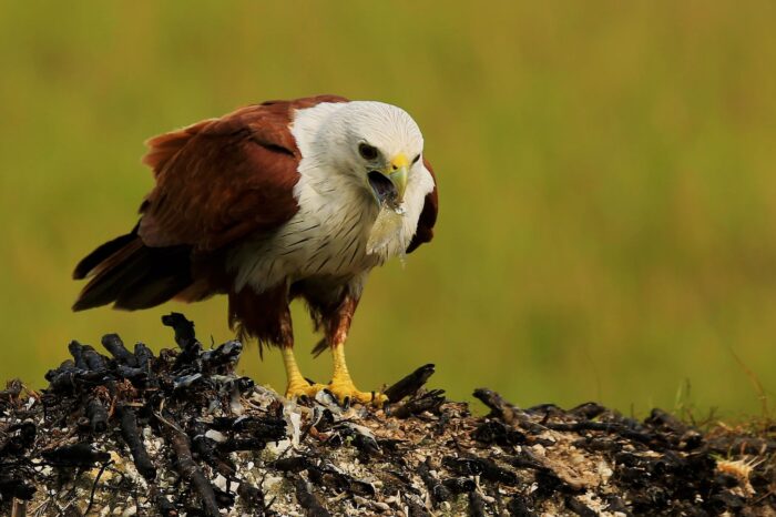 Wilpattu National Park