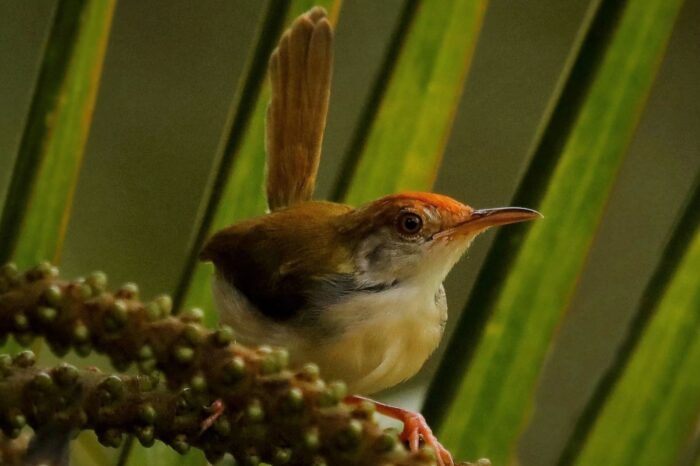 13 Days Birding and Wild Life Tour