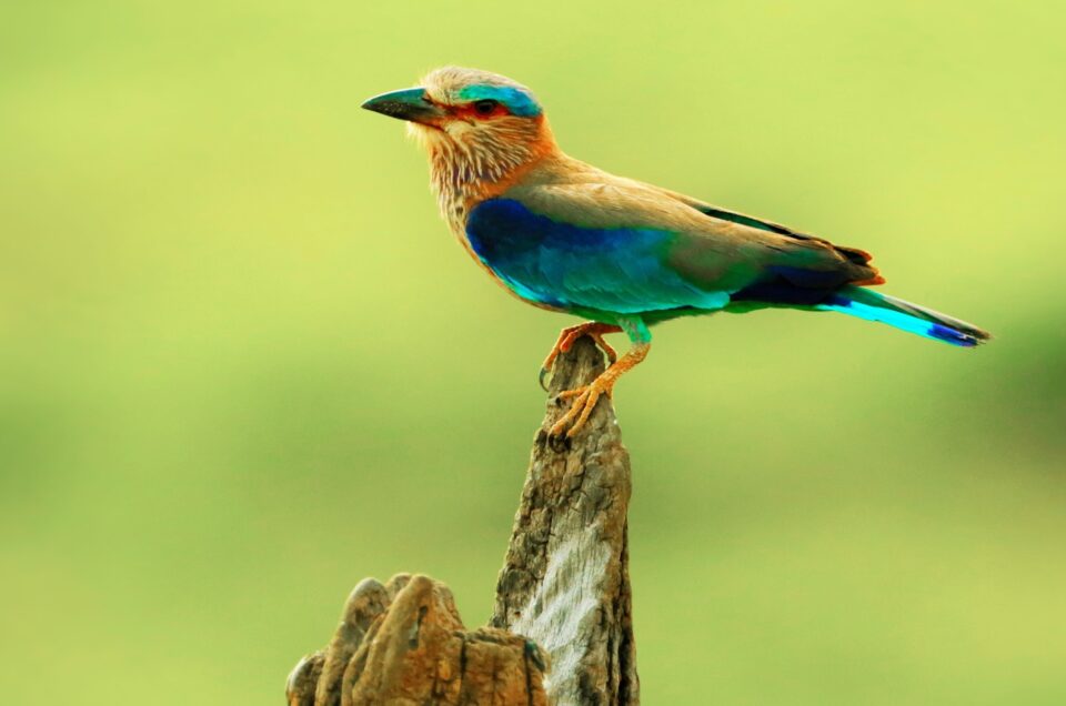 Top Birding Destinations in Sri Lanka