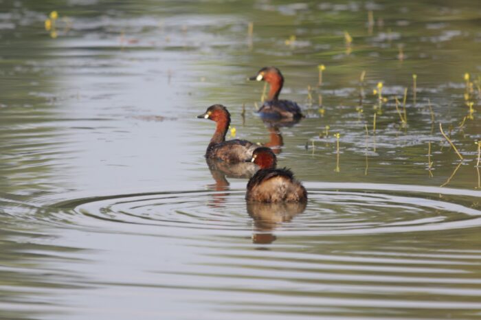 7 Day Birding Tour across Sri Lanka