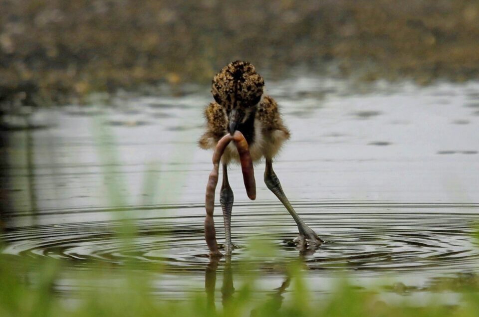 Best Places for Birding in Sri Lanka